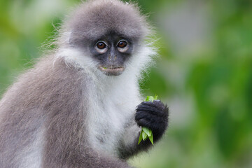White thighed Langur eating fresh leaves in malaysian forest