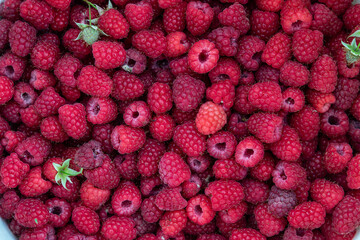 Freshly harvested raspberries displayed in abundant vibrant red hues under natural light in a rustic setting