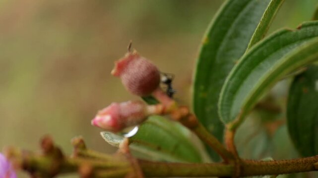 Group of ants actively working and searching for food in the morning. Close up view showing natural insect behavior, teamwork, and survival instinct in their environment.