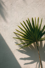 Obraz premium Single tropical palm leaf casting bold shadow on rustic beige stucco wall, minimalist summer composition with warm sunlight and natural texture