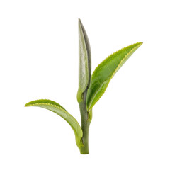 Obraz premium Extreme macro of a single, vertical, premium white tea shoot showing silvery tips and velvety texture, isolated against a high-key transparent background with copy space, concept of purity and