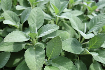 Sage - Salvia officinalis - perennial subshrub with gray-green, hairy leaves © Viktoryia