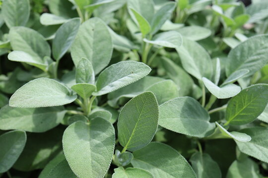 Sage - Salvia officinalis - perennial subshrub with gray-green, hairy leaves