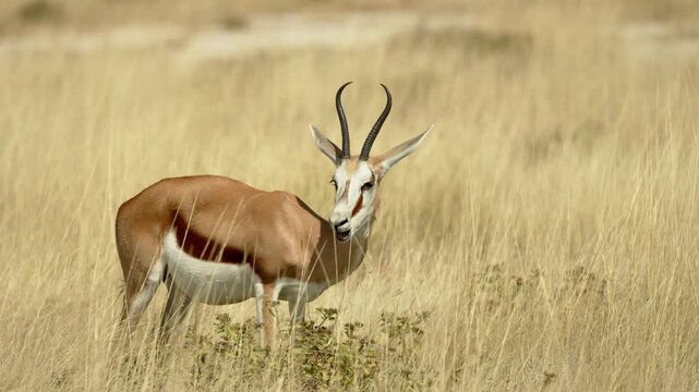 Impala lonely portrait in Namibia. Springbok Antelopes in Savannah During Sunny Day At Central Kalahari Game Reserve In Botswana. Closeup. Wild mammal animals of Africa concept. Safari tourism