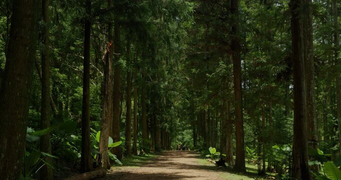Fir Forest Path: A quiet path through towering trees where sunlight filters through.