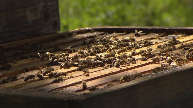 bee colony on frames in open beehive