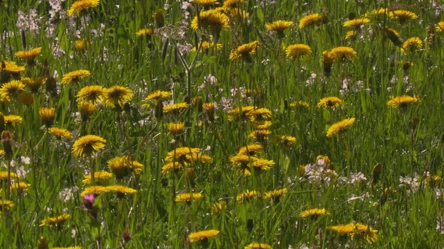 spring meadow carpet of yellow dandelions and  cuckooflowers (slide)