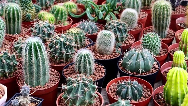 A collection of vibrant cacti in various shapes and sizes, each potted and thriving. They are diverse in form and texture, creating a visually interesting display