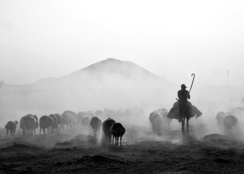 Shepherd