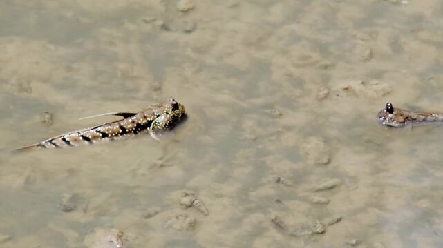 Two mudskippers swimming in shallow water, showing detailed scale pattern and distinctive eyes