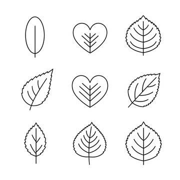 Collection of various leaf shapes.