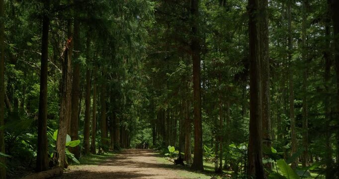 Fir Forest Path: A quiet path through towering trees where sunlight filters through.