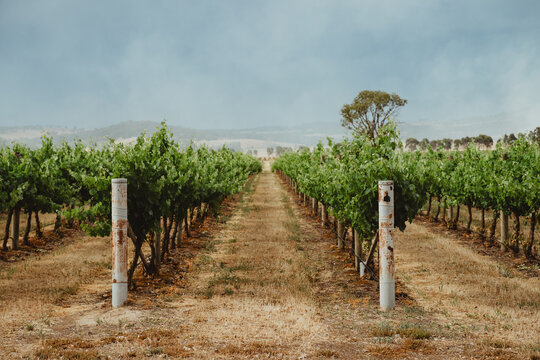 Perspective view down a row of grapevines at a Mudgee winery
