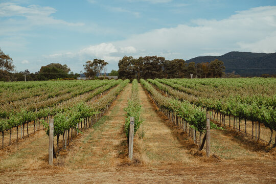Expansive rows of grapevines in Mudgee, NSW