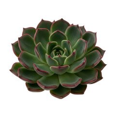 Fototapeta premium Succulent Echeveria plant isolated on white background
