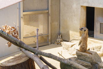  A proud meerkat standing upright on a rock, keeping watch, while another meerkat rests lazily in the blurred background. Captured at a zoo, this image highlights the natural behavior and charming con © SJS