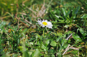 Oxeye daisy flower in a grass field. Spring flower. White garden flower. Springtime