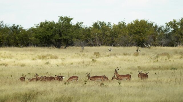 Impala herd breeding in savannah, Namibia. Springbok Antelopes in Savannah During Sunny Day At Central Kalahari Game Reserve In Botswana. Wild mammal animals of Africa concept. Safari tourism
