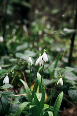 Obraz premium Snowdrop or common snowdrop (Galanthus nivalis) flowers. White flowers in a wet spring forest