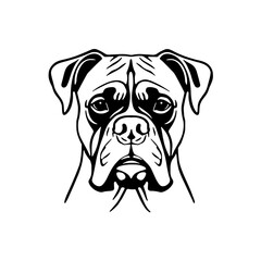 portrait of a dog boxer