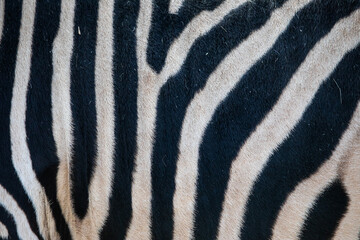 Fototapeta premium Zebra Stripes Close-up