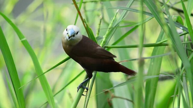 White Headed Munia - Little bird eat seeds. Close up detail of white headed munia in the filed