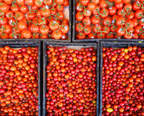 Cherries tomatoes at the Jean-Talon Market is a farmer's market in Montreal. Located in the Little Italy district, the market is bordered by Jean-Talon Street 