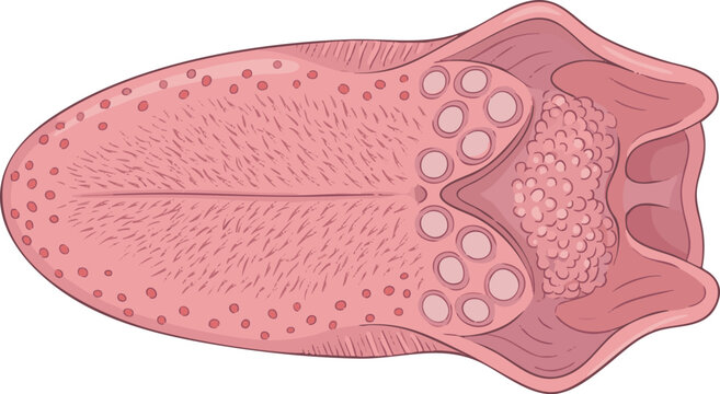 Diagram of the human tongue anatomy showing taste buds and papillae with a close-up view of the lingual frenulum