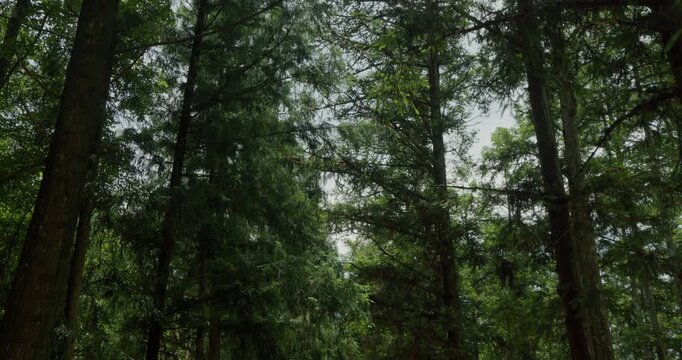 Fir Forest Path: A quiet path through towering trees where sunlight filters through.