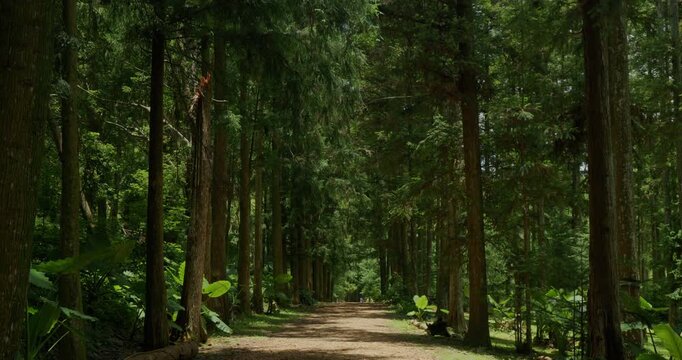 Fir Forest Path: A quiet path through towering trees where sunlight filters through.