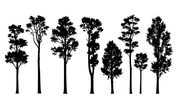 Elegant Sycamore Tree Silhouette Collection Isolated on White Background for Forest Landscape Design