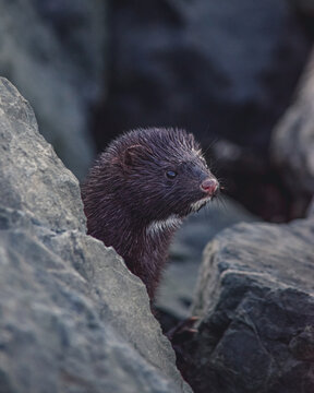 Close portrait of an American Mink (Neovison vison) in Tierra del Fuego, Ushuaia, Patagonia