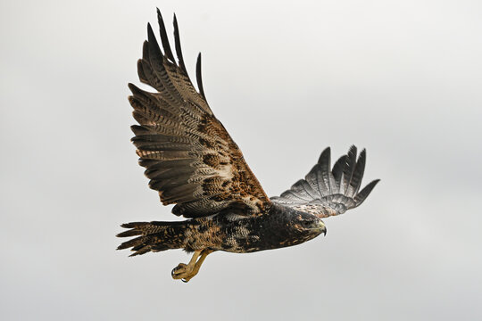 Black-chested Buzzard-eagle (Geranoaetus melanoleucus) immature juvenile flying