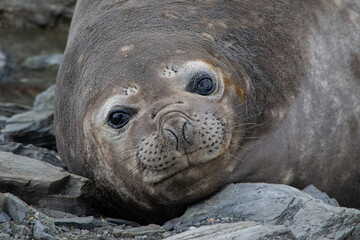 Female Southern Elephant Seal (Mirounga leonina) resting on beach in Tierra del Fuego