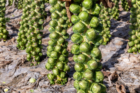 Groene spruiten op de akker, een wintergroente die heel gezond is.