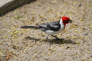 Red-skinned cardinal (Paroaria dominicana) is a bird species from the tanager family (Thraupidae).  Fortaleza - Cear&aacute;, Brazil.