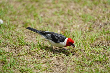 Red-skinned cardinal (Paroaria dominicana) is a bird species from the tanager family (Thraupidae).  Fortaleza - Cear&aacute;, Brazil.