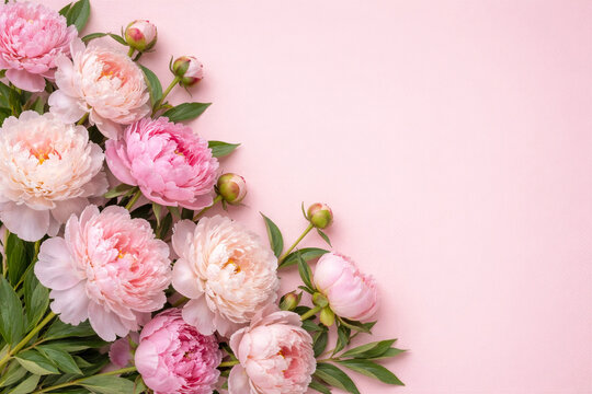 Beautiful floral backround with copy space. Festive backdrop for the international women day, mothers day, teachers day. Tender peonies. 