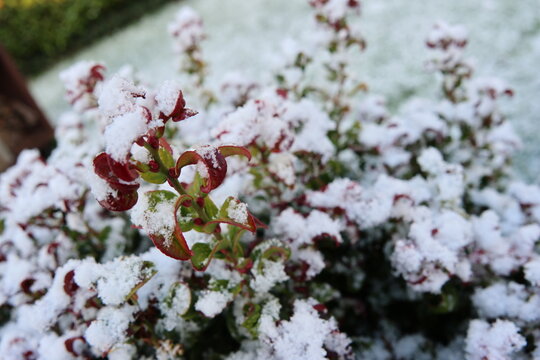 Leucothoe axillaris curly red with purple-red twisted leaves under a dusting of fresh snow
