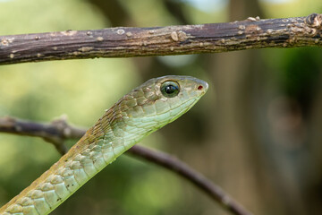 Fototapeta premium Closeup of a beautiful female boomslang (Dispholidus typus), also known as a tree snake or African tree snake. Africa’s shy but deadly venomous snake