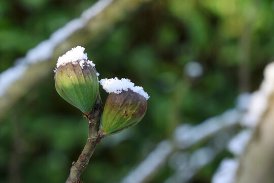 Two Ripe Figs Covered with thin layer of Snow &ndash; Winter Fruit in Garden