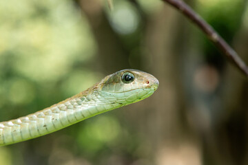 Fototapeta premium Closeup of a beautiful female boomslang (Dispholidus typus), also known as a tree snake or African tree snake. Africa’s shy but deadly venomous snake