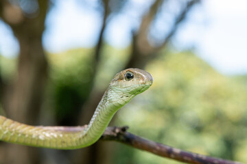 Fototapeta premium Closeup of a defensive female boomslang (Dispholidus typus), also known as a tree snake or African tree snake. Africa’s shy but deadly venomous snake