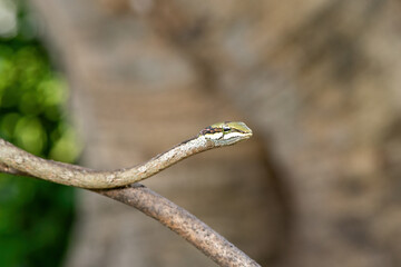 Obraz premium Close-up of a beautiful southern vine snake (Thelotornis capensis), also known as a twig snake, or bird snake. A highly venomous snake found in southern Africa