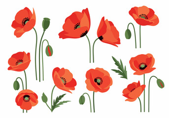 Fototapeta premium Vibrant Red Poppies Collection Beautifully Illustrated Floral Elements for Artistic Creations and Decorative Designs