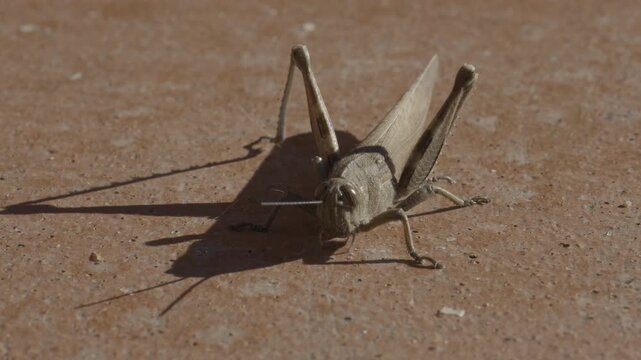 close-up of a common field grasshopper (Chorthippus brunneus) warming itself in the last rays of sun before the arrival of winter.