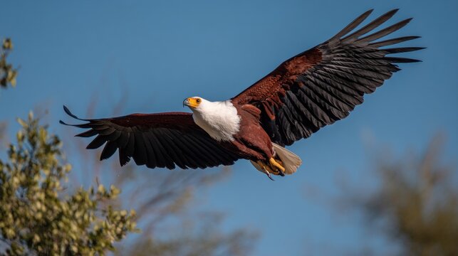 Bald Eagle in Flight Against Blue Sky.