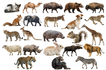 Fototapeta premium Diverse Mammal Animals Collection Isolated on White Background. High-quality studio cutouts featuring a wide range of wild, exotic, and domestic species for education, nature, zoology, and graphic des