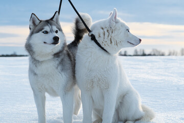 beautiful couple of  mini husky with blue eyes posing together at frozen snow at sunset. winter © anakondasp