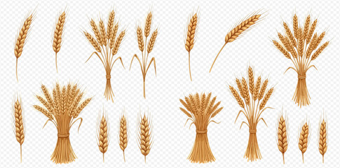 Set of realistic golden wheat ears and sheaves on transparent background, detailed vector illustration. © Akun